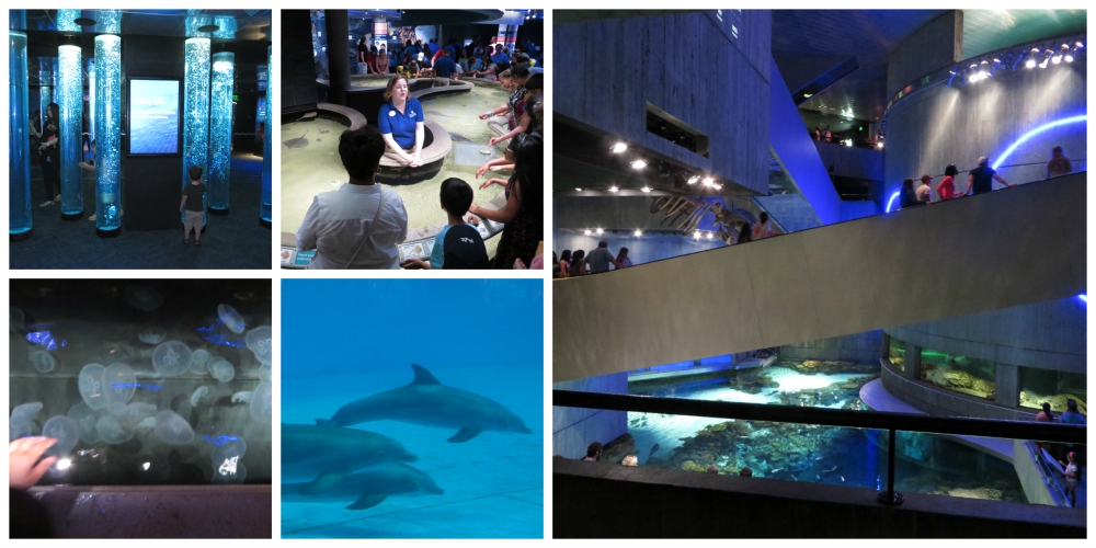 US-Japan Fam loves the National Aquarium