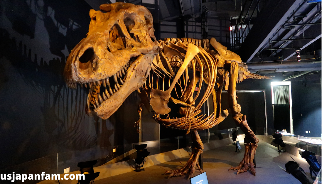 US Japan Fam reviews Sue the T.Rex Experience at Liberty Science Center - large Tyrannosaurus rex fossil