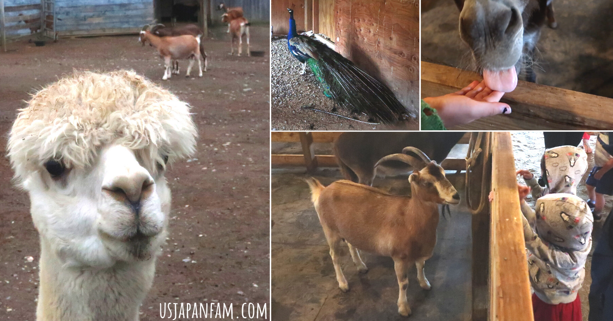US Japan Fam Reviews: Cute Petting Zoo at Barton Orchards in Hudson Valley